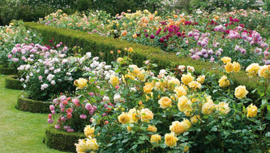 鲜花基地，盆栽基地，苗木基地