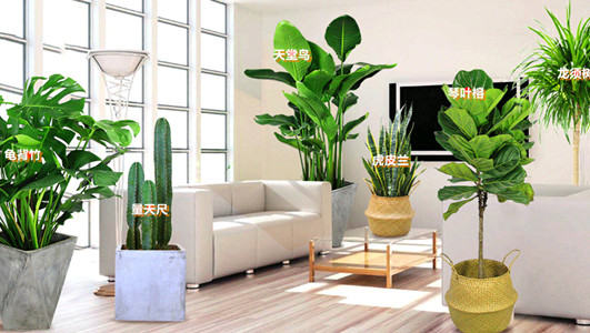 植物多样，规格齐全，品种丰富