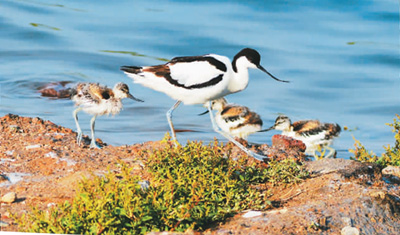 携手保护生物多样性
