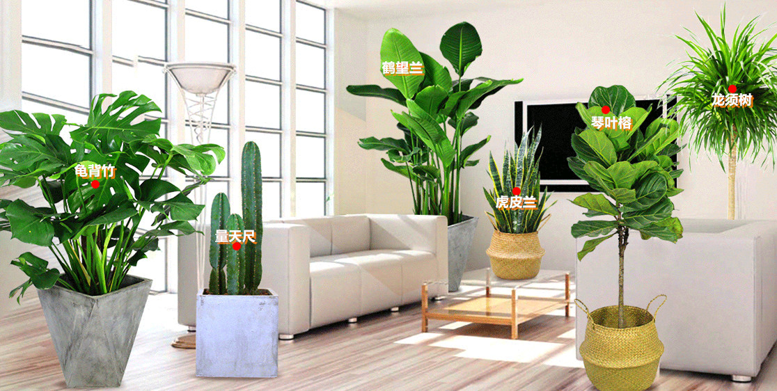 室内组合盆栽