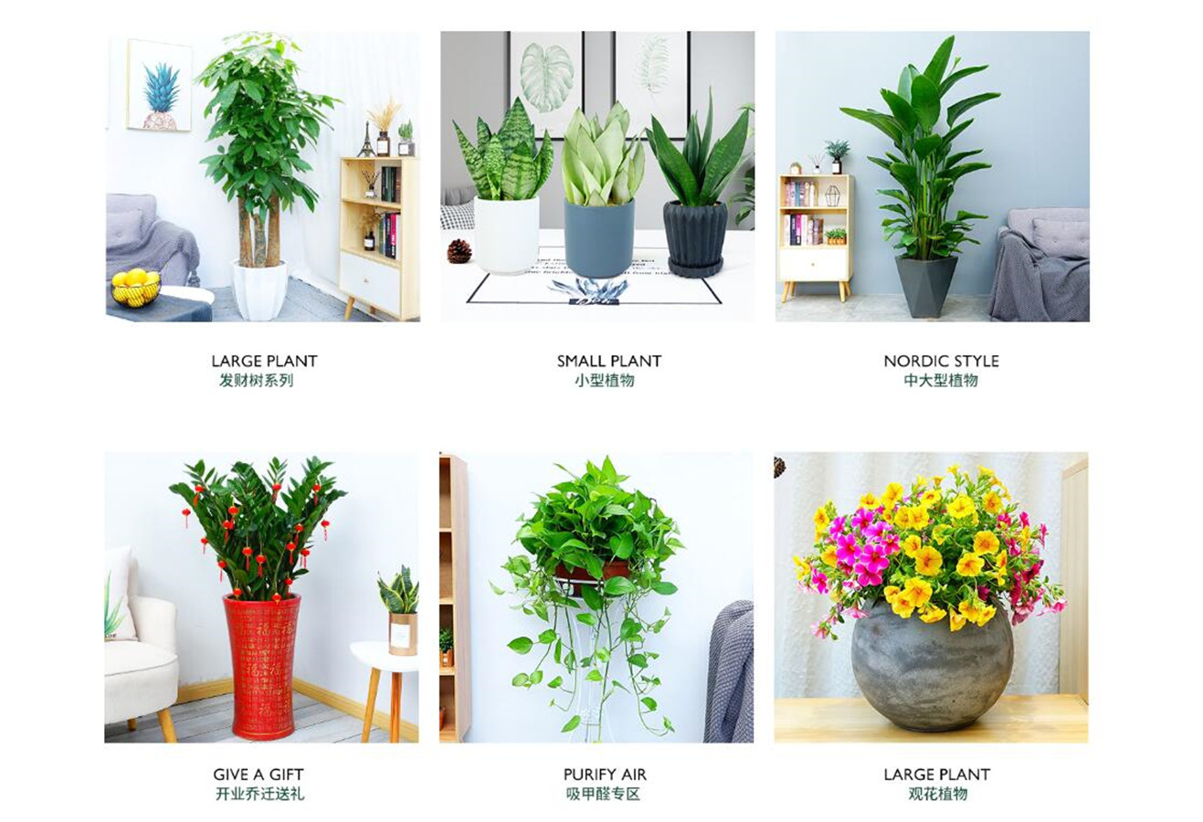 室内盆栽分类