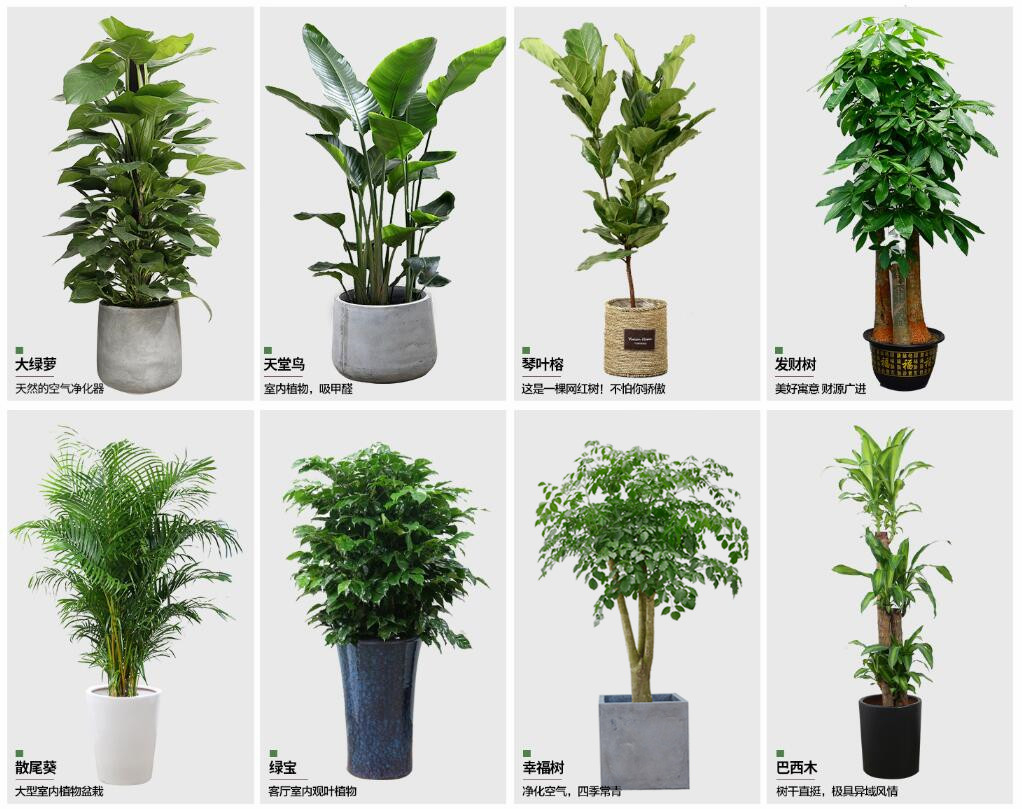 室内常用大型植物