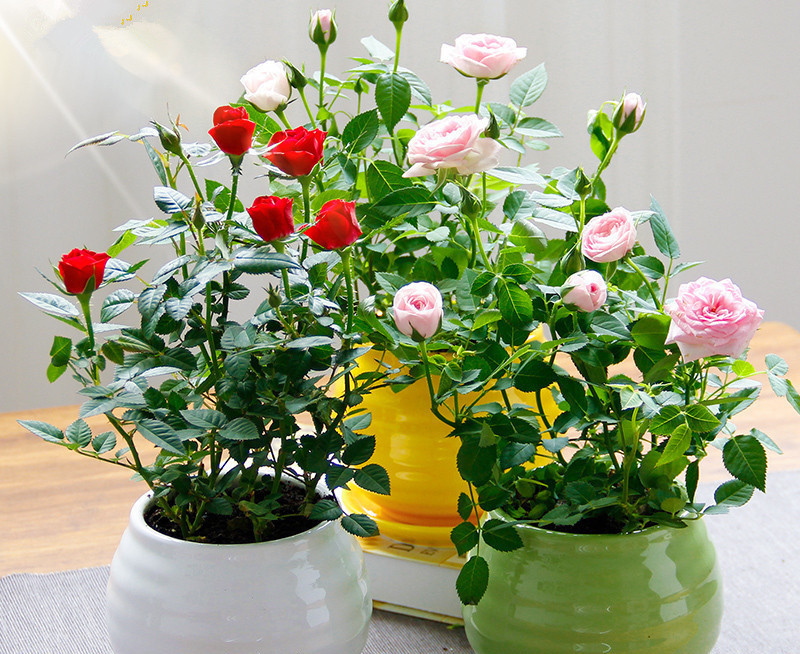 玫瑰盆栽