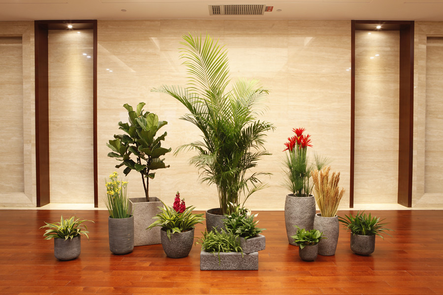 大厅植物租摆.JPG