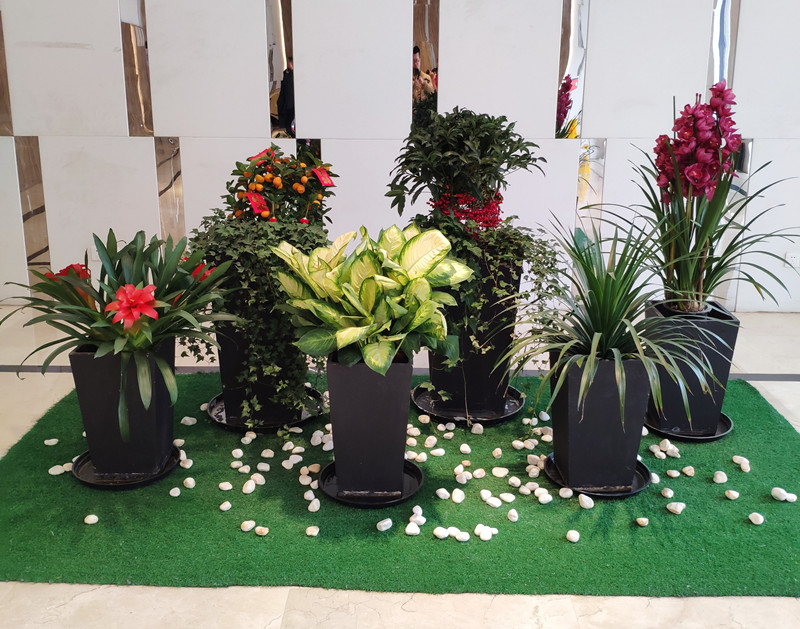 写字楼大厅花卉租摆
