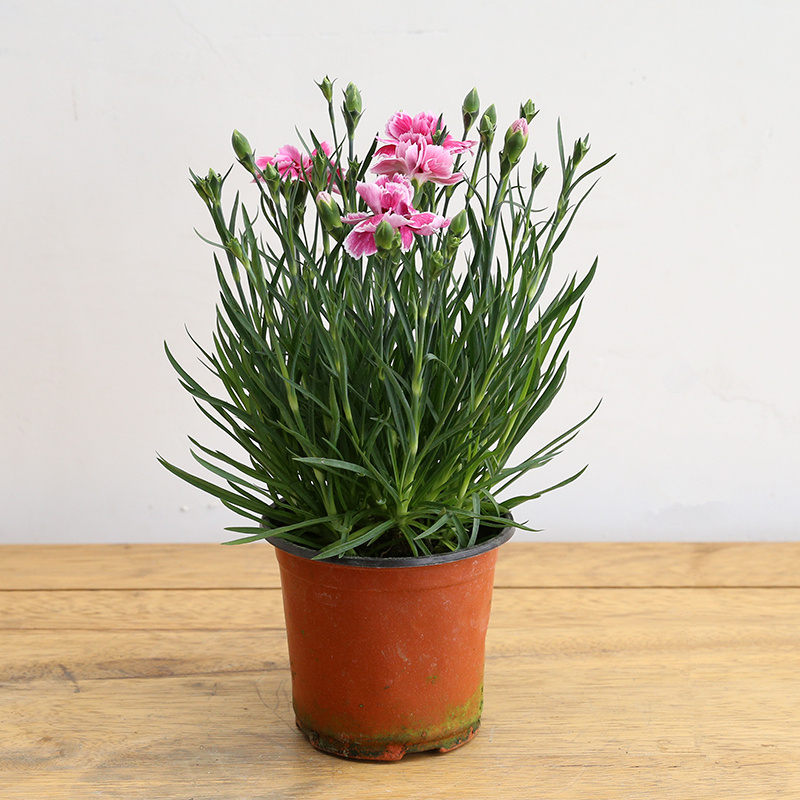 康乃馨盆栽10元一盆