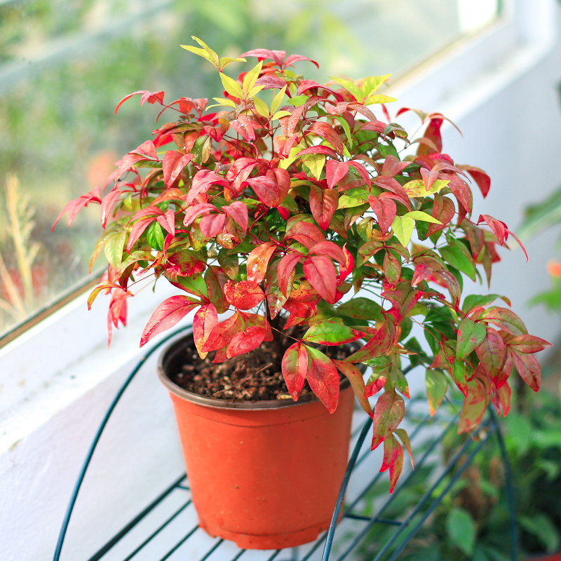 火焰南天竹25元一盆