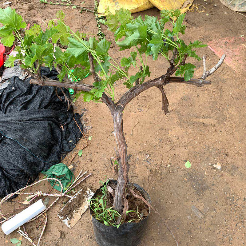 葡萄藤200元一根