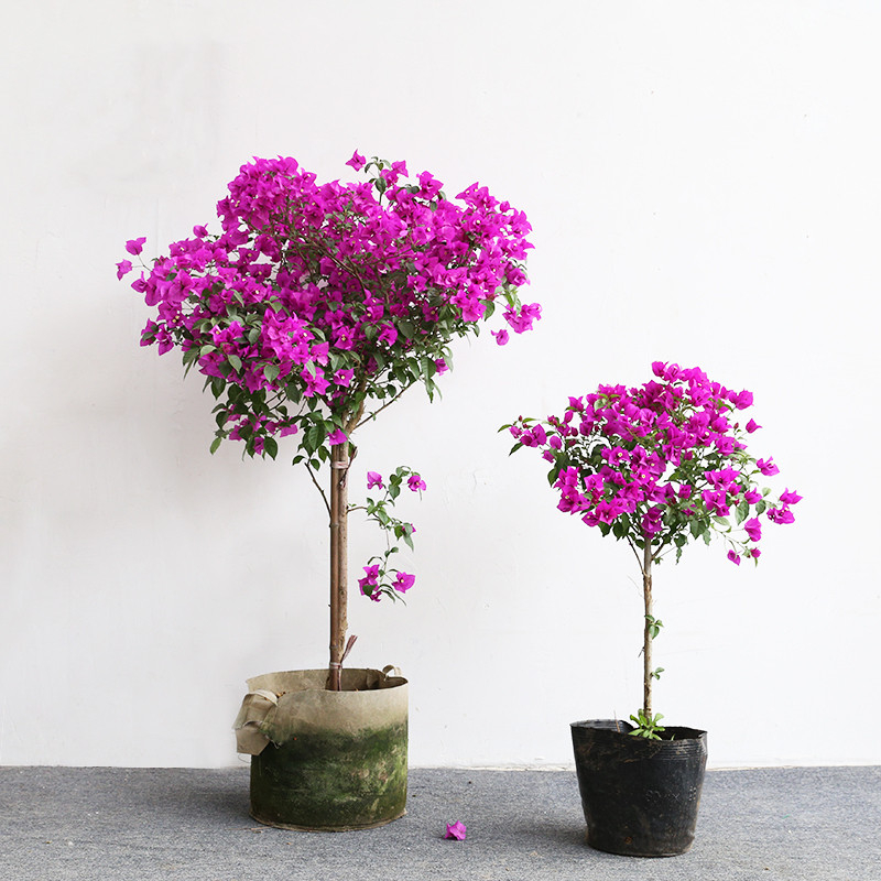 三角梅120元一盆