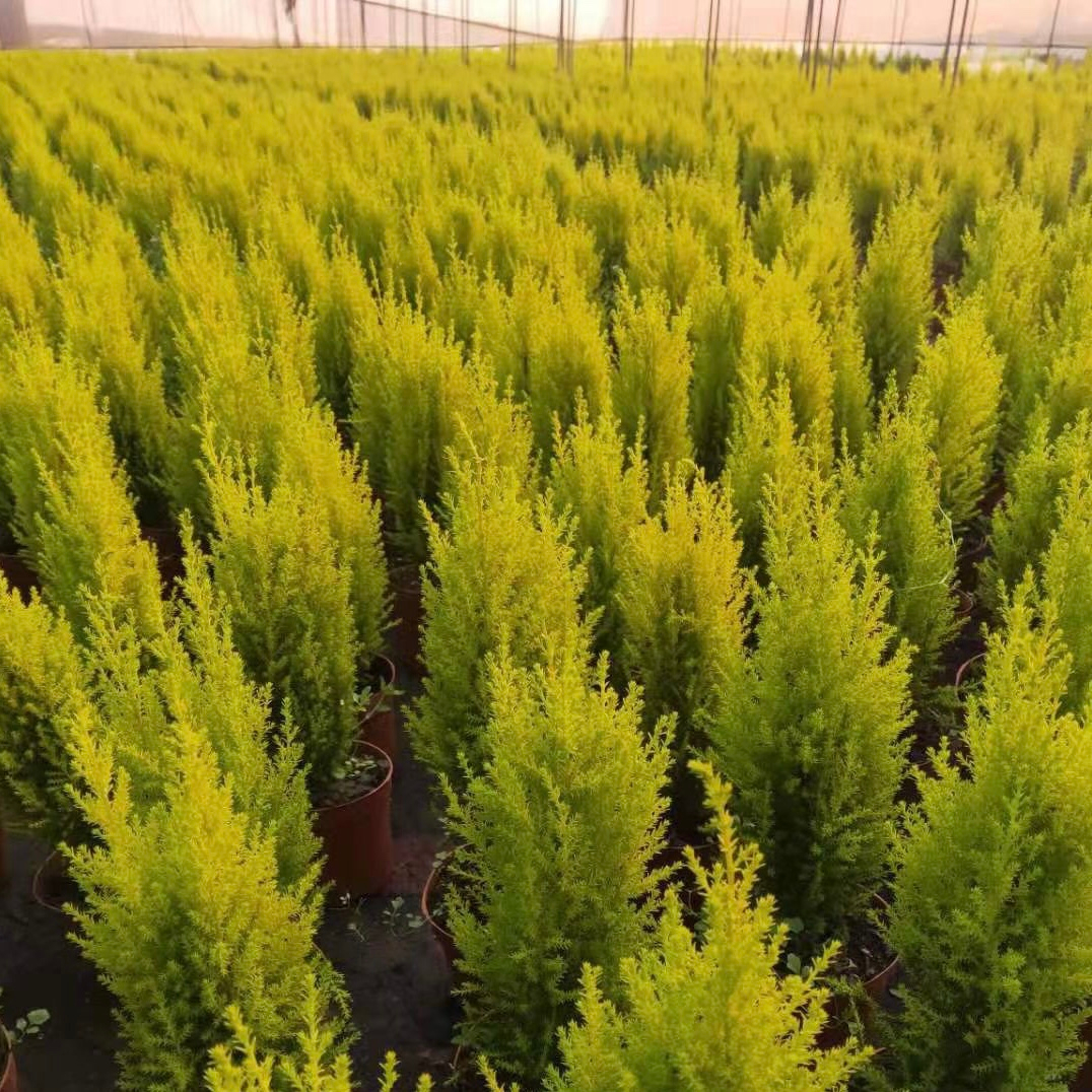 香松侧柏塔柏50元一棵