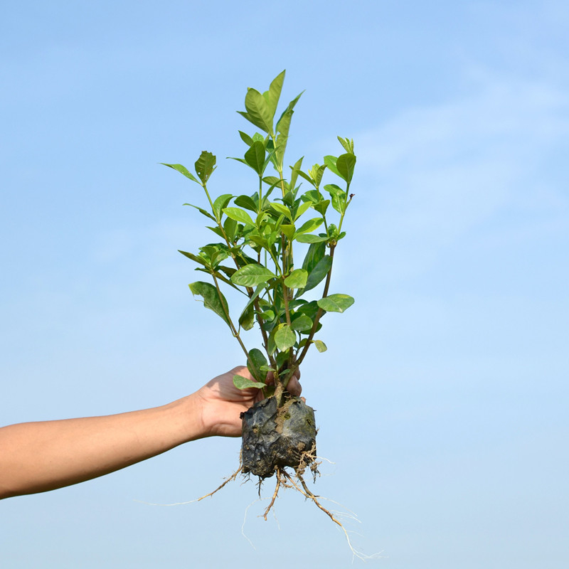 栀子花苗5元一棵
