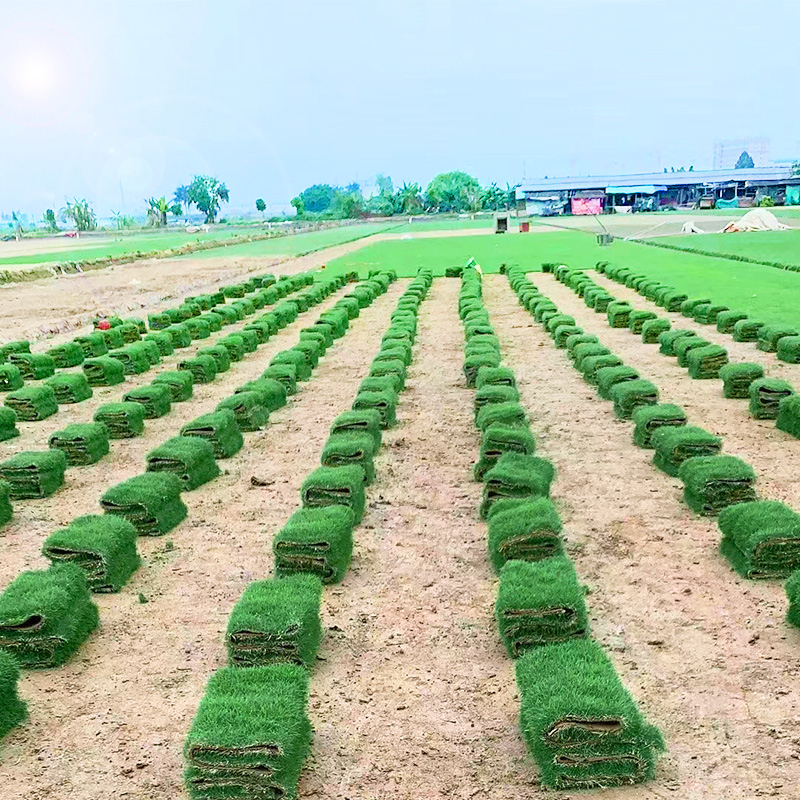 草皮35元一平方