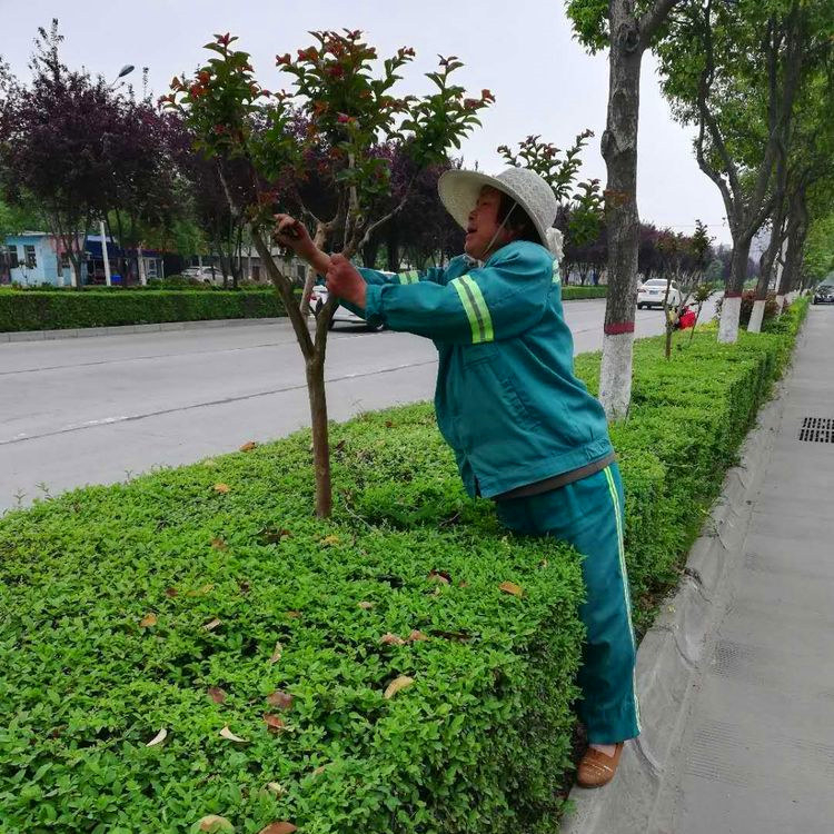 树木修剪