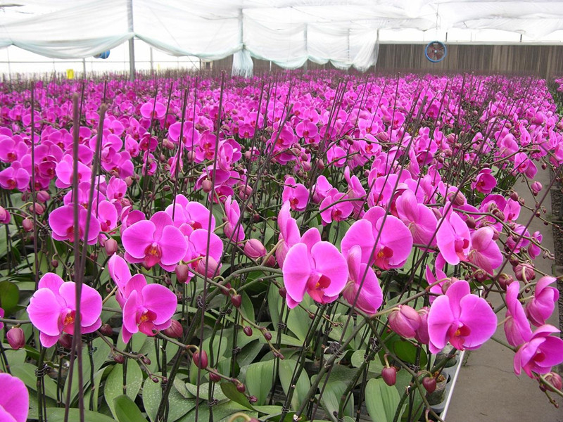 蝴蝶兰基地